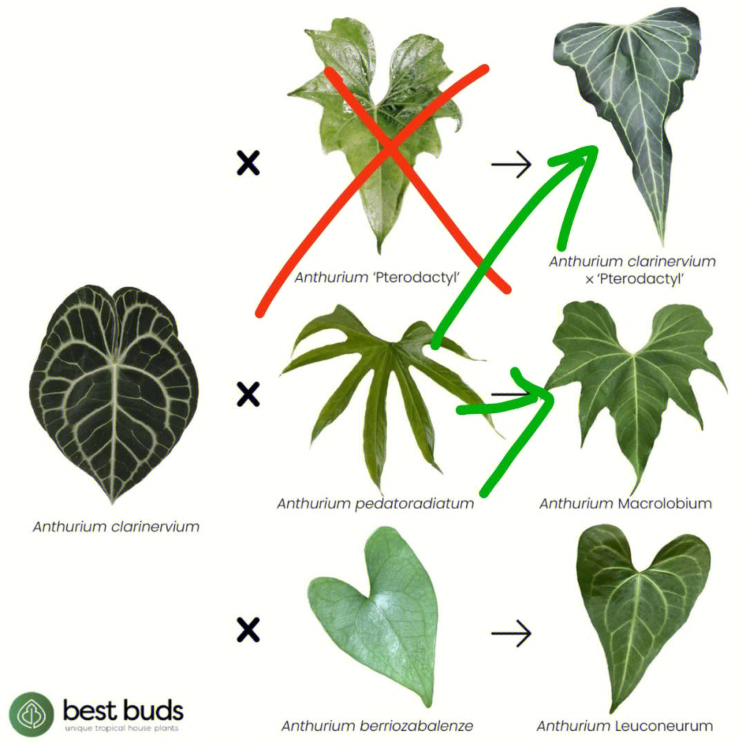 花烛的结构图片