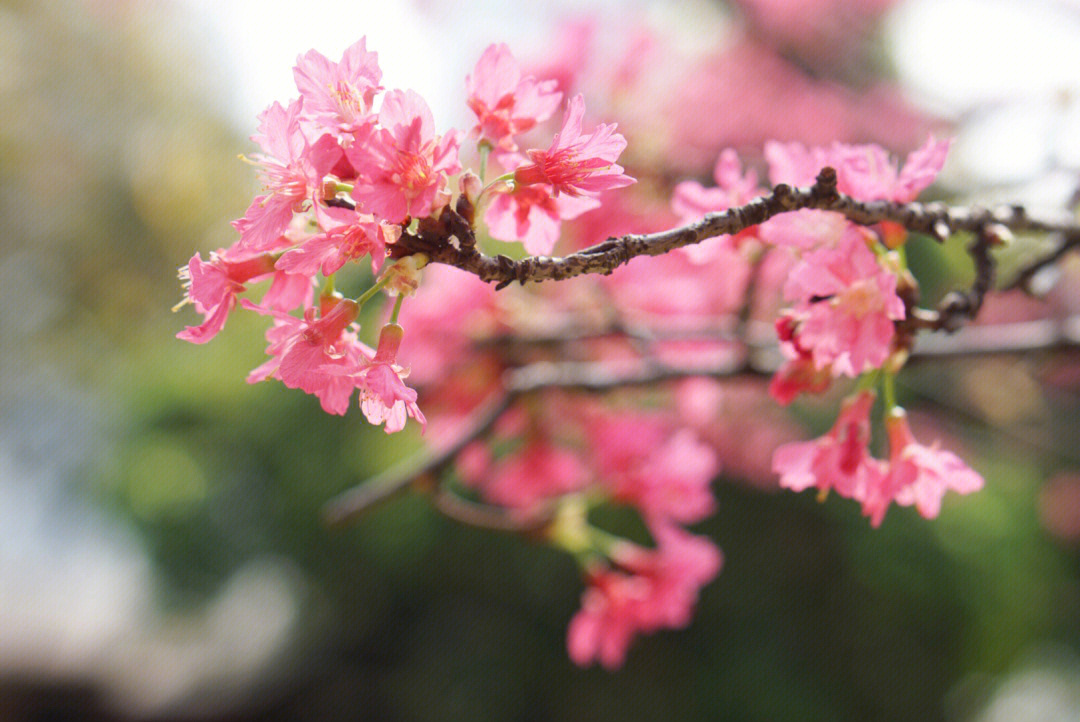 春天拍花图片