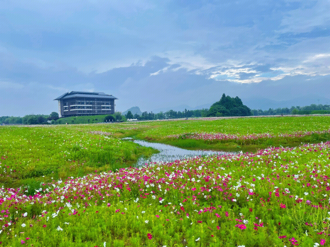 湘湖三期花海最佳时期图片