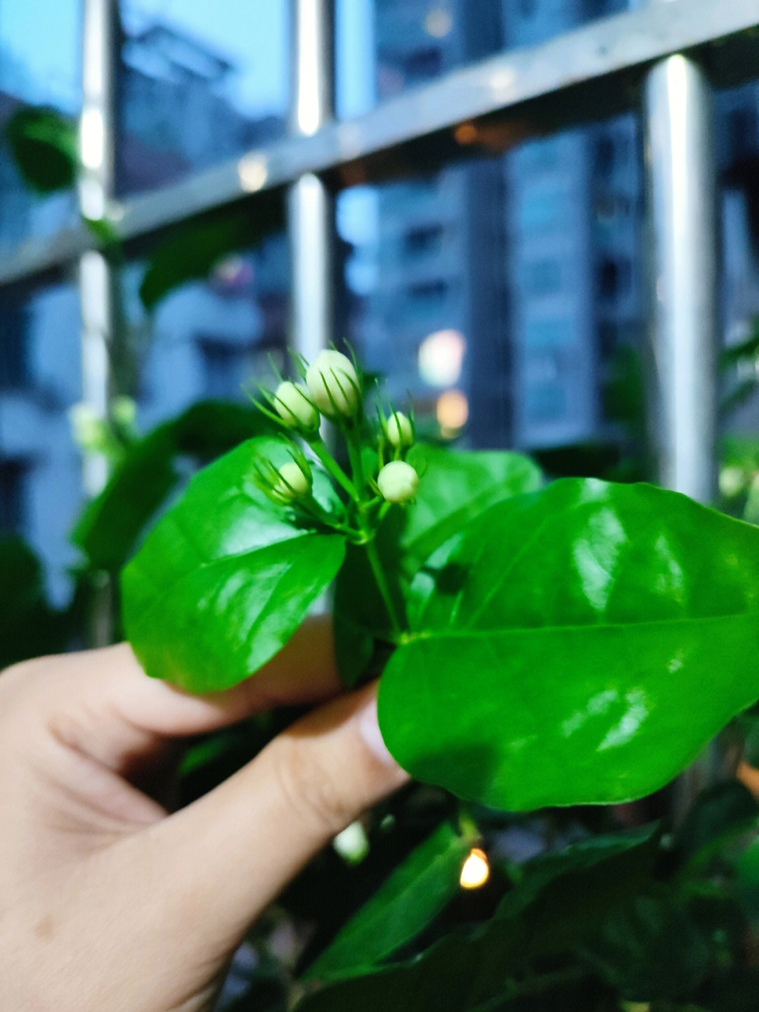 今年第4波的茉莉花