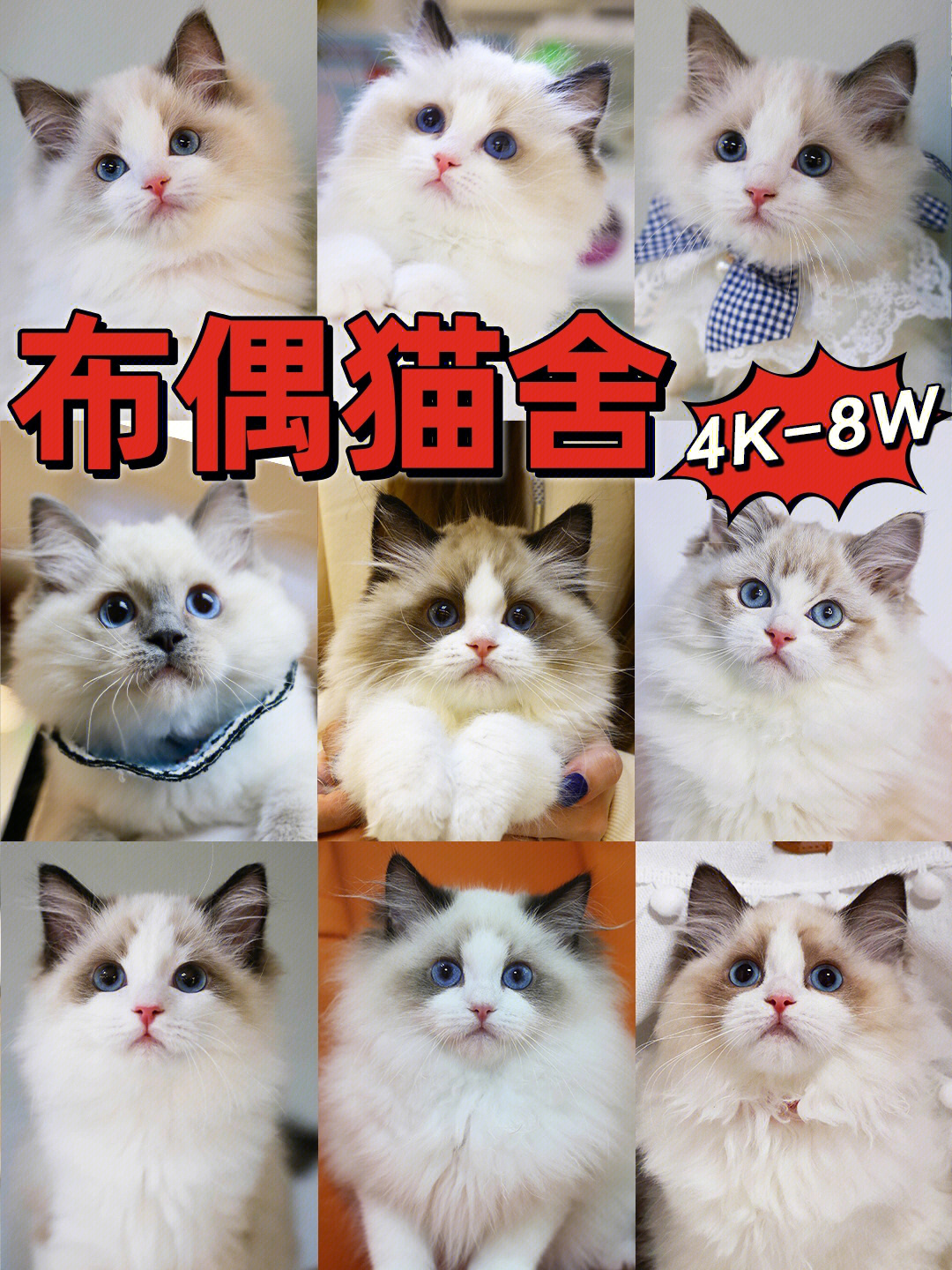 3个月布偶猫食量表图片