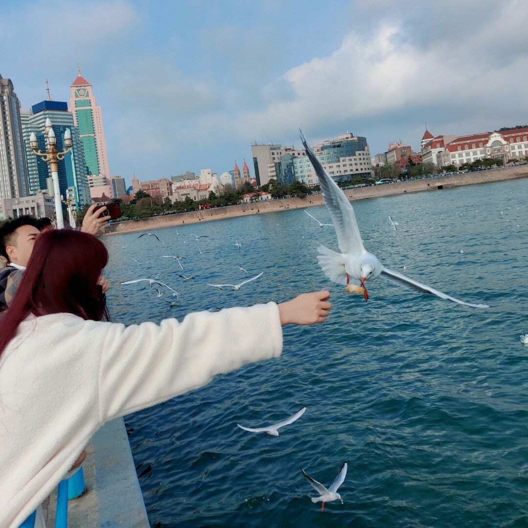 青岛喂海鸥的快乐