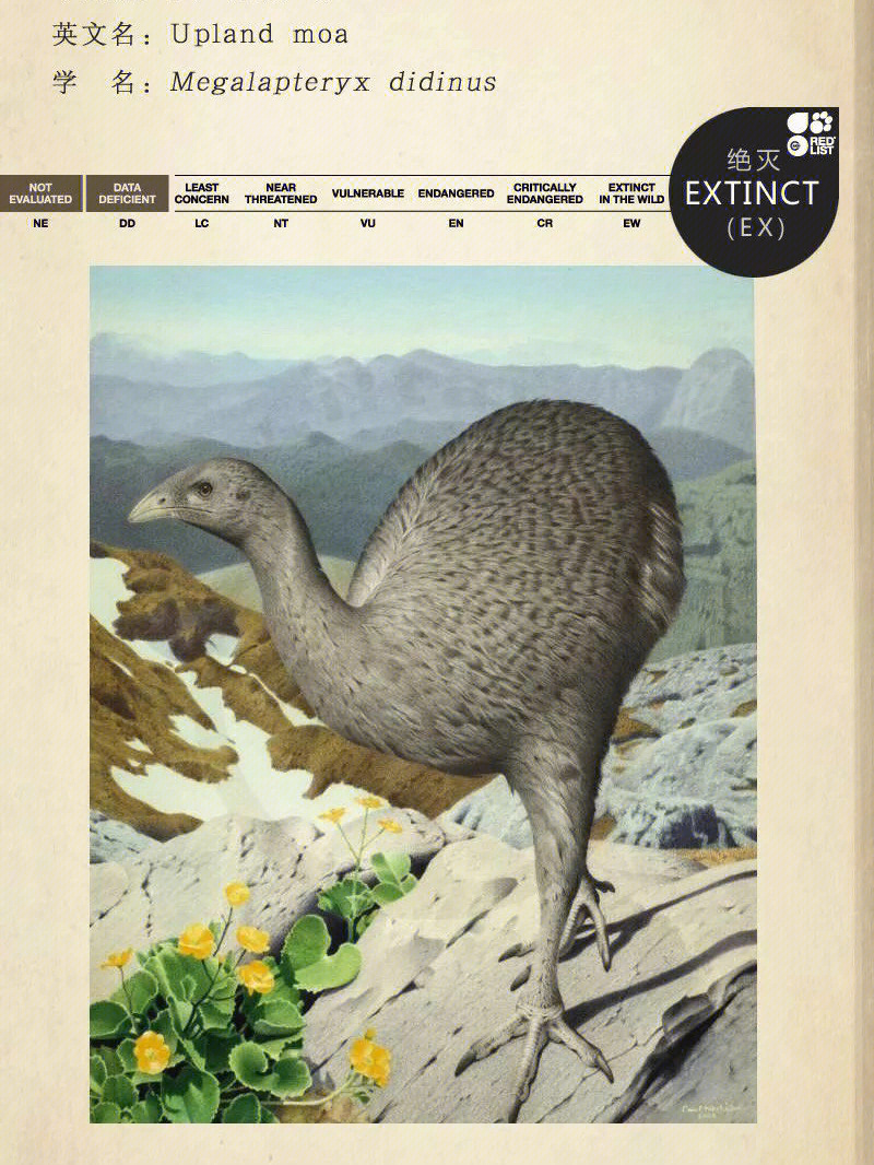 动物百科丨世界灭绝鸟类图鉴