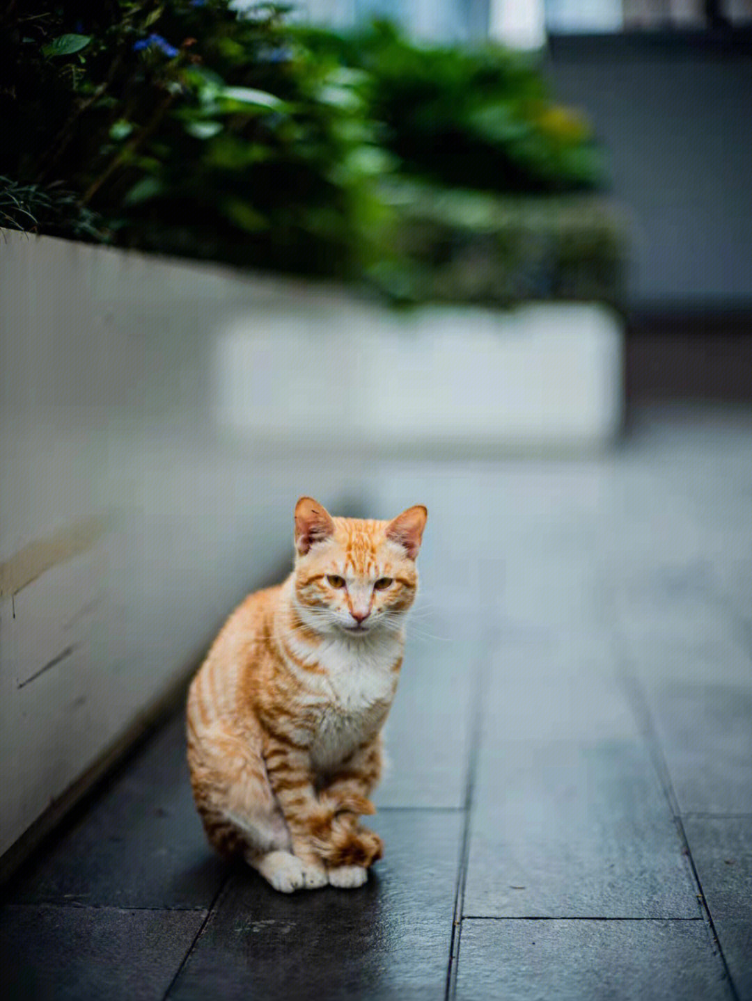 倚天屠龙记阿猫阿狗图片