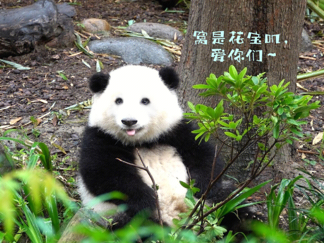 熊猫没有黑眼圈的照片图片