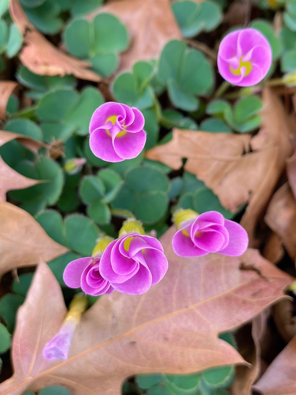 最美芙蓉酢浆草图片