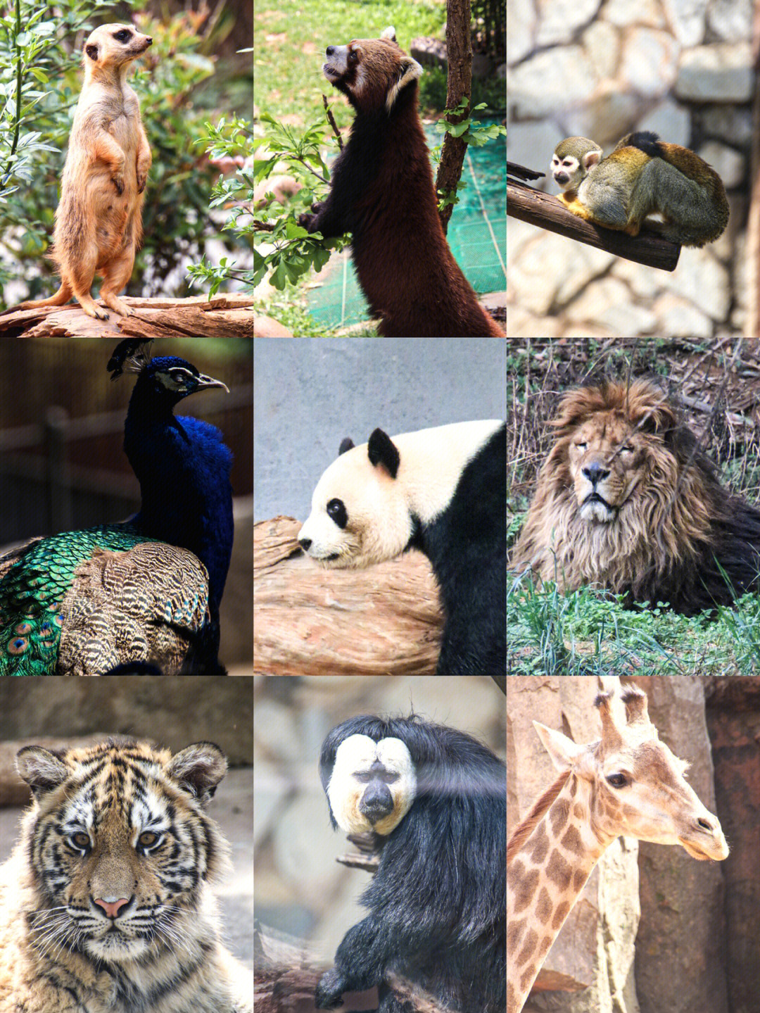 云南野生动物园有多大图片