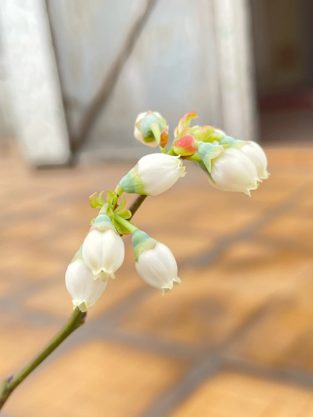 欣赏一下漂亮的蓝莓花花