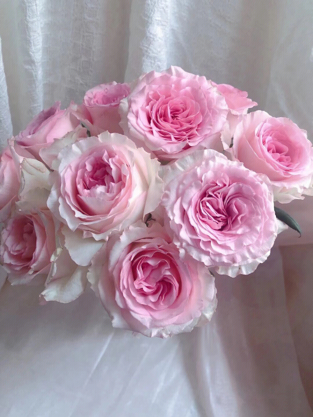 粉色芭比玫瑰花语图片