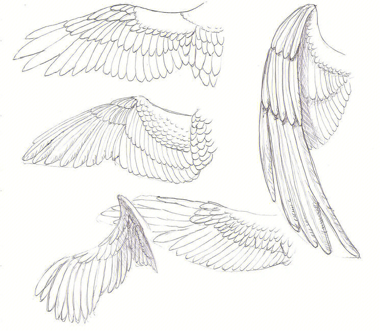 天使的翅膀简笔画图片图片