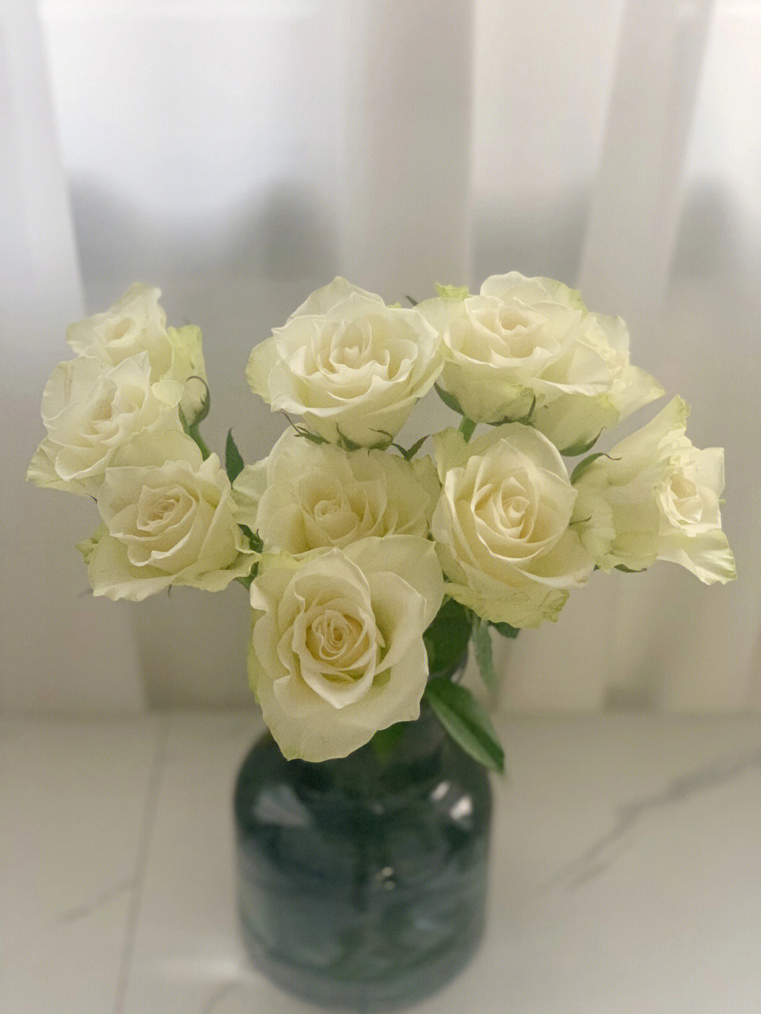 雅典娜白玫瑰