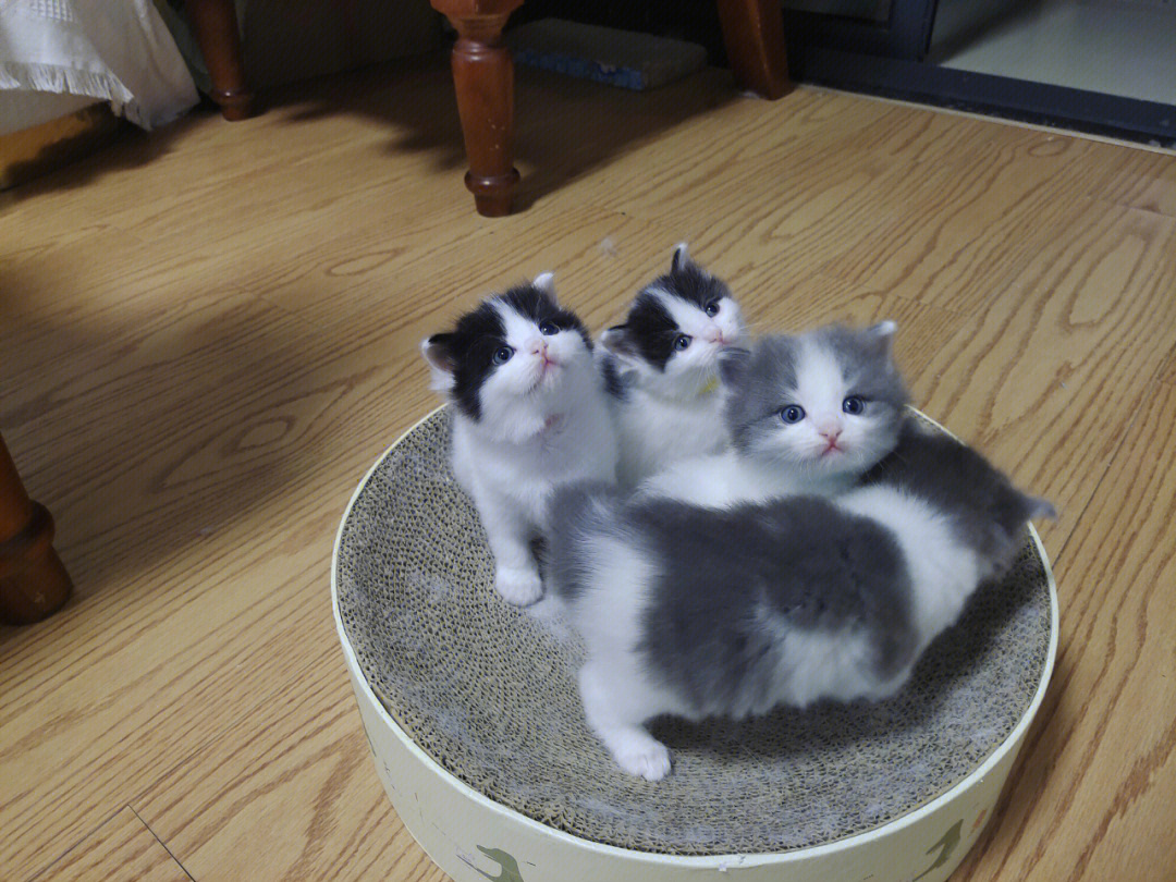 布偶和一只布偶生的最后两张是猫爸爸和猫妈妈这是啥猫啊 看着像蓝白