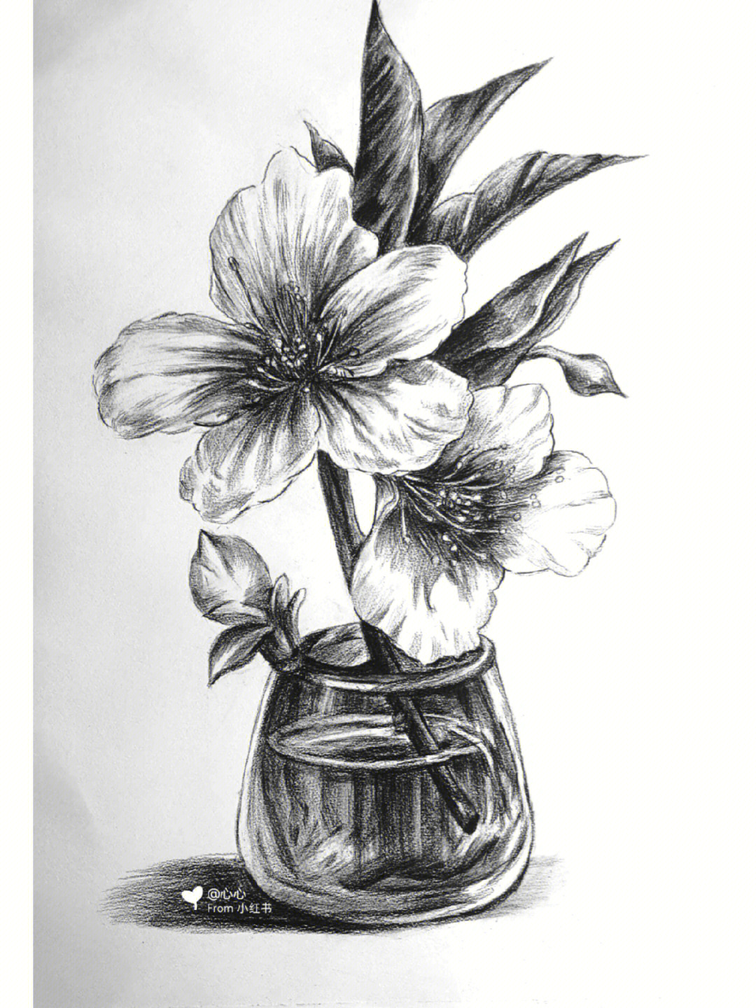 创意素描–花卉带步骤图