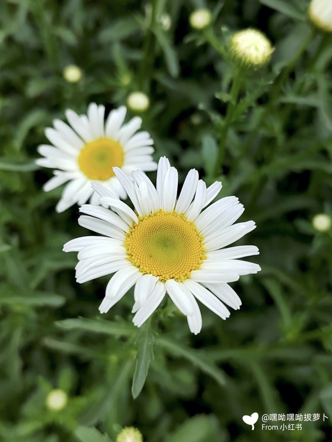 白菊花的样子图片图片