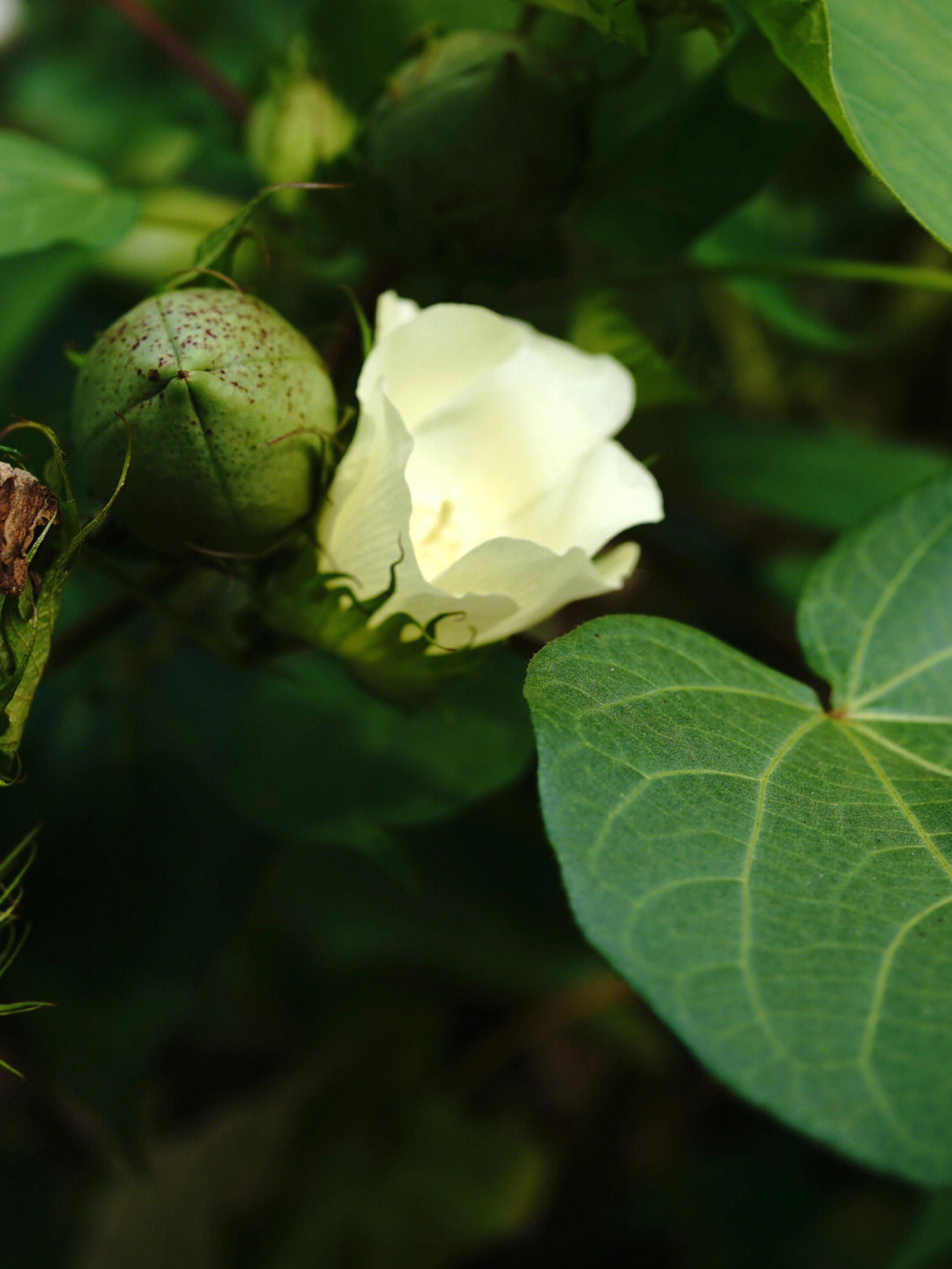 棉花是花还是果