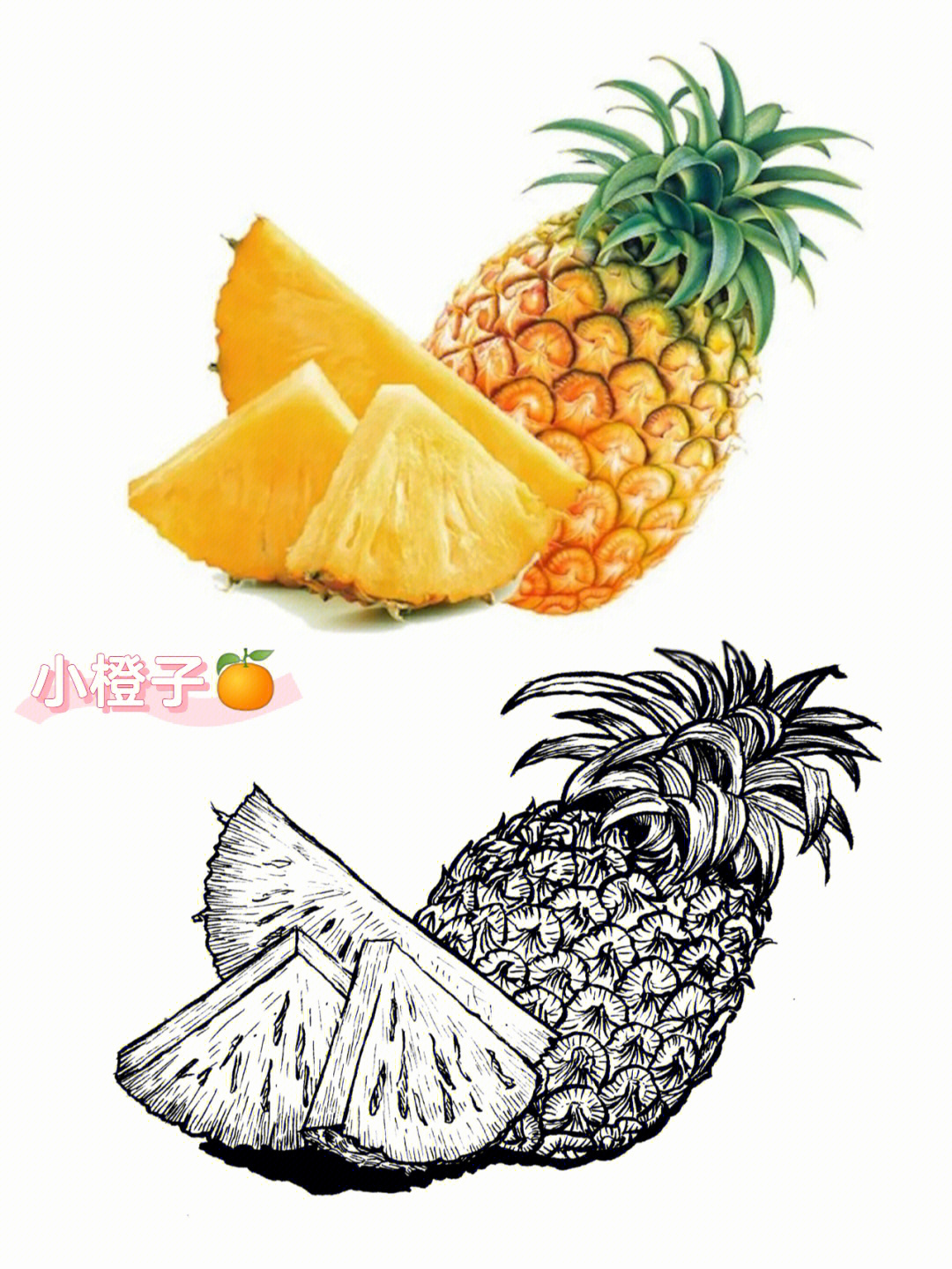 菠萝写生水果线描写生创意美术黑白线描