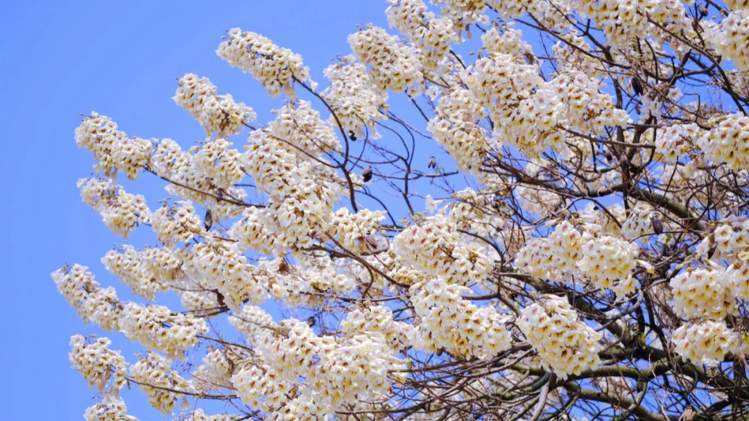 一年四季开花的树木图片