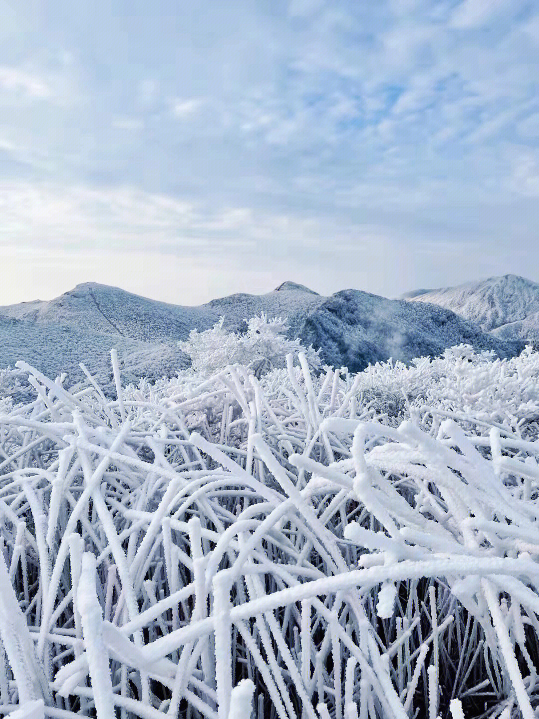 安吉龙王山雾凇图片
