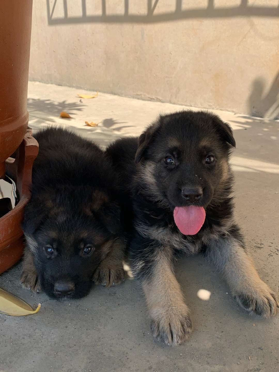 德牧幼犬