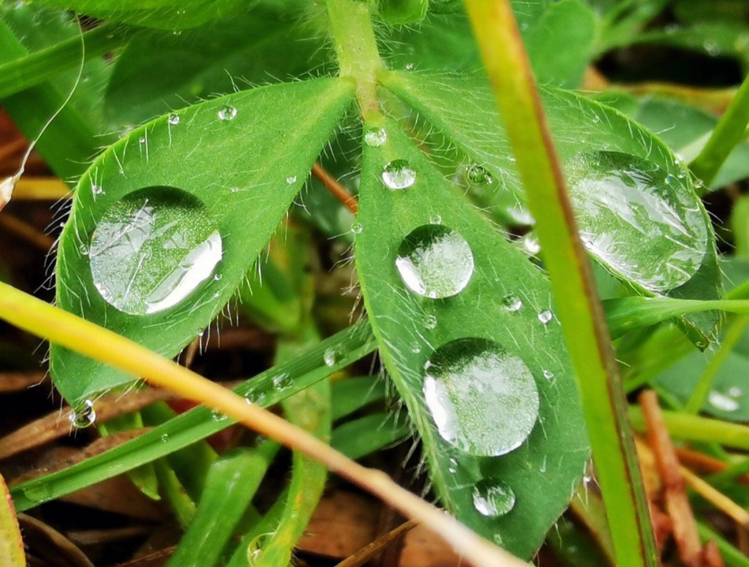 雨后图片