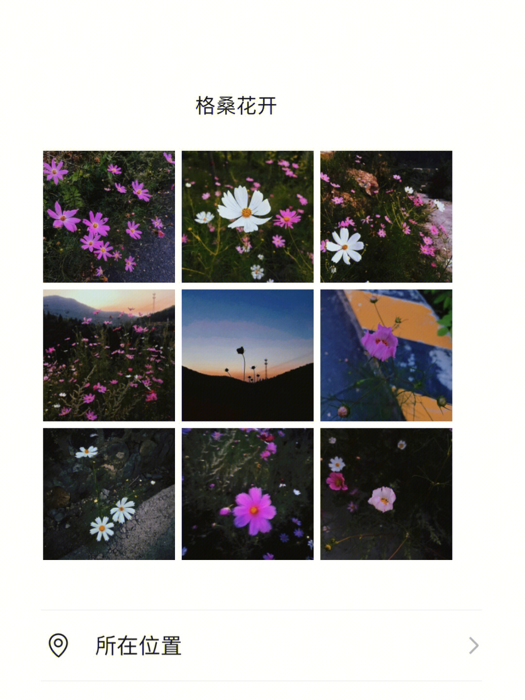 格桑花开