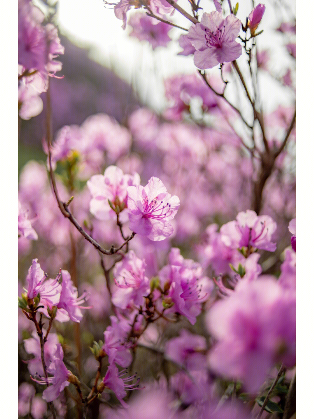 电教片山花烂漫图片