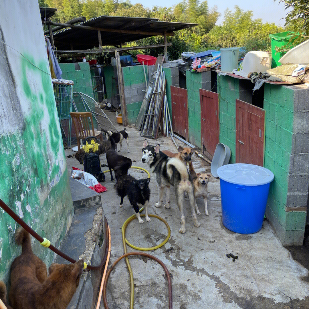 老板收养了一两百只流浪狗,白天上班晚上搬狗粮,如果有长沙地区的小
