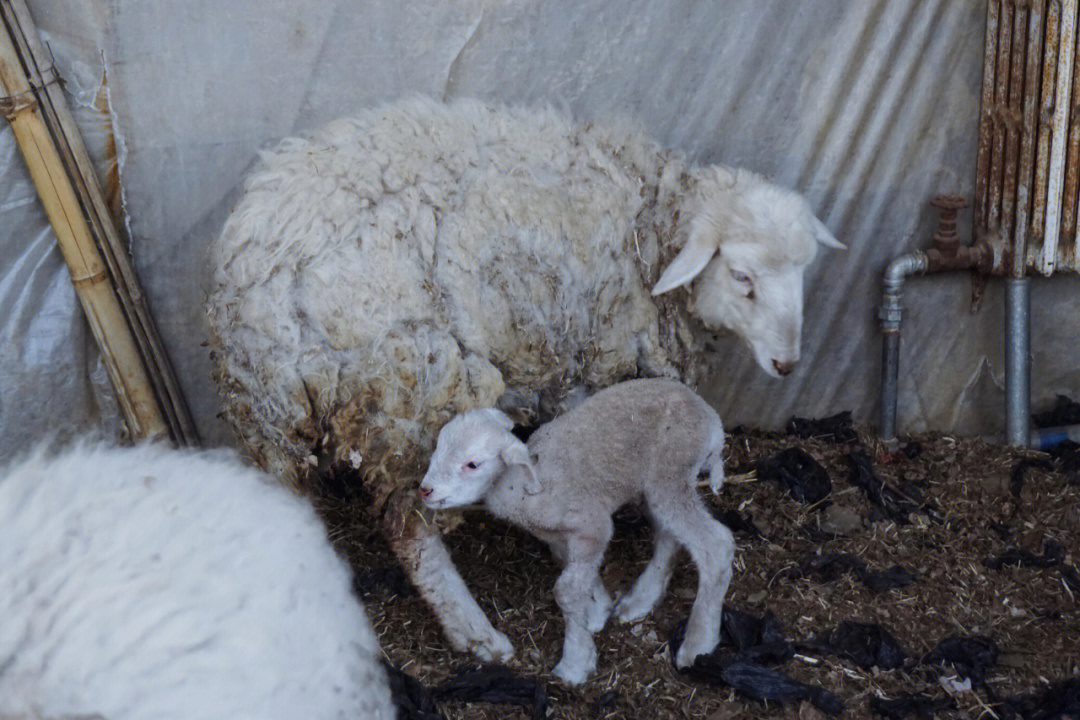 农场的母羊下小崽了