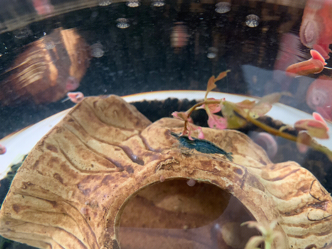 黑金刚螺卵孵化过程图图片