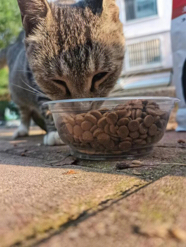 但是我一直不想亏待我家猫咪,省吃俭用的基本都拿来给猫咪买猫粮,零食