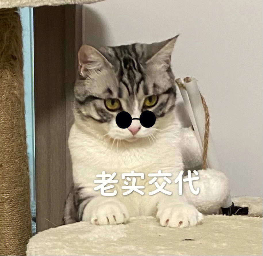 猫咪搞笑04表情包