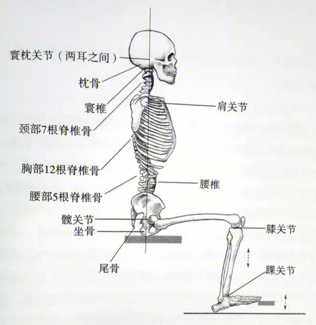 坐骨结构图图解图片