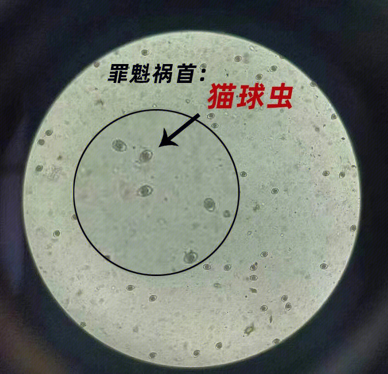 犬球虫显微镜图片图片