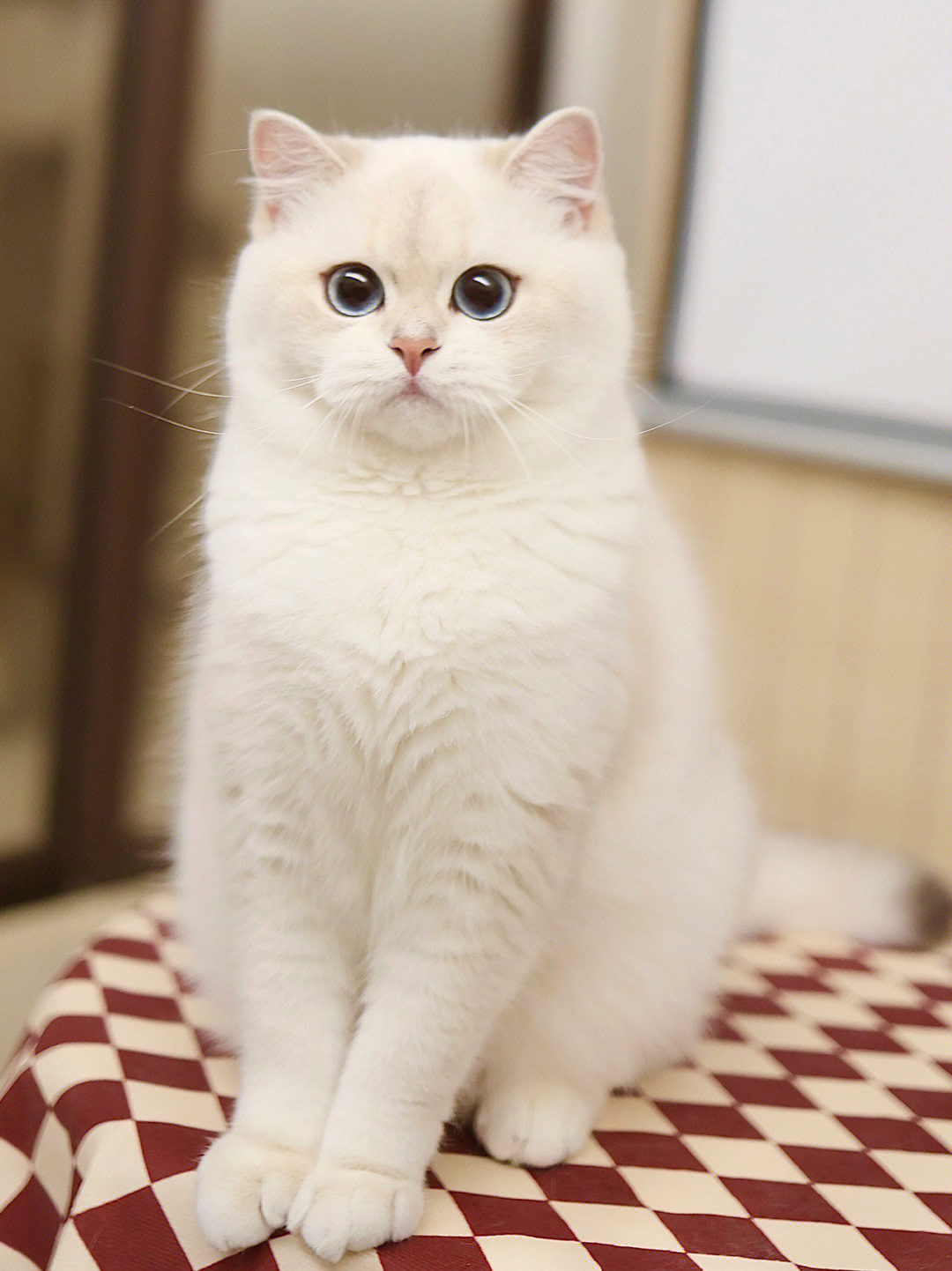 纯白布偶猫不值钱图片