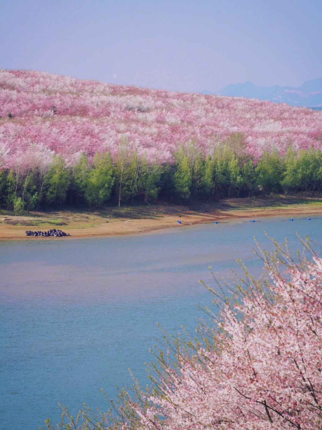 安顺平坝樱花园