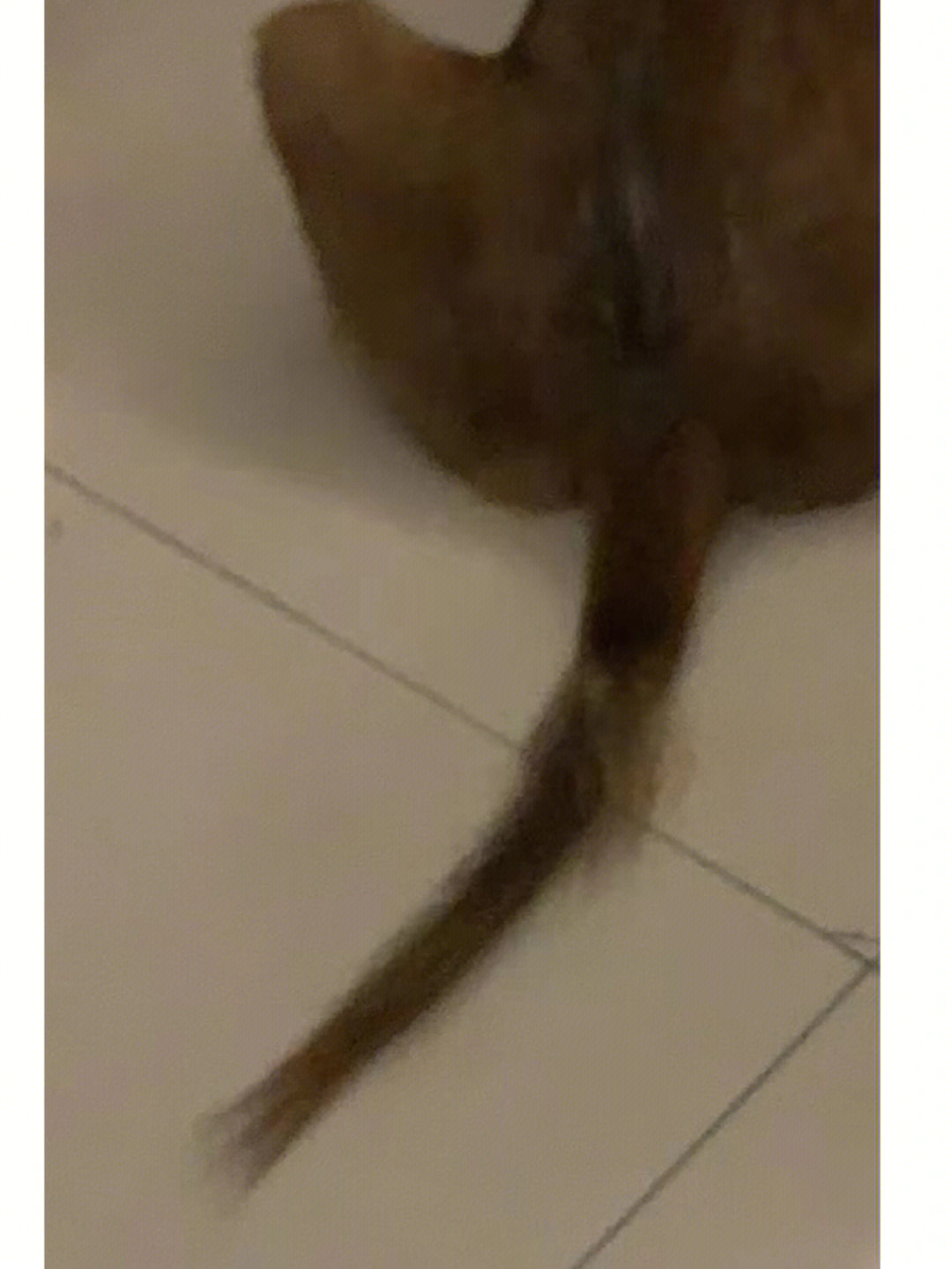 头发老鼠尾图片