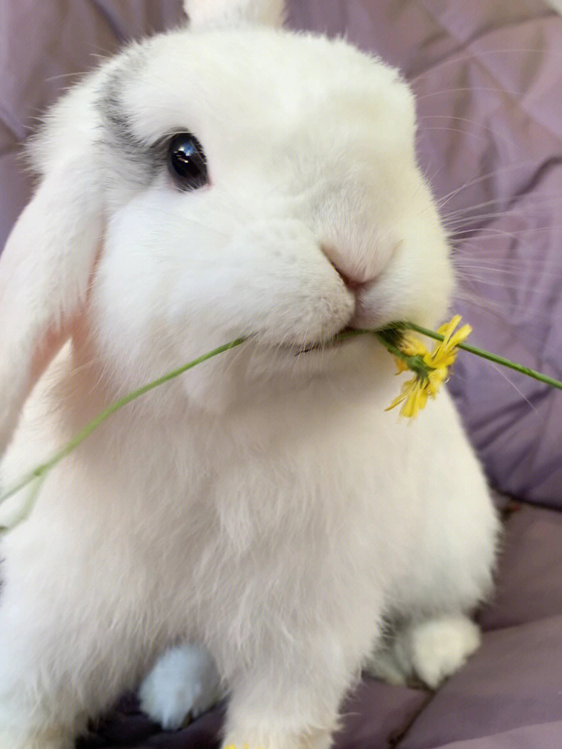 兔兔这么可爱真人照片图片