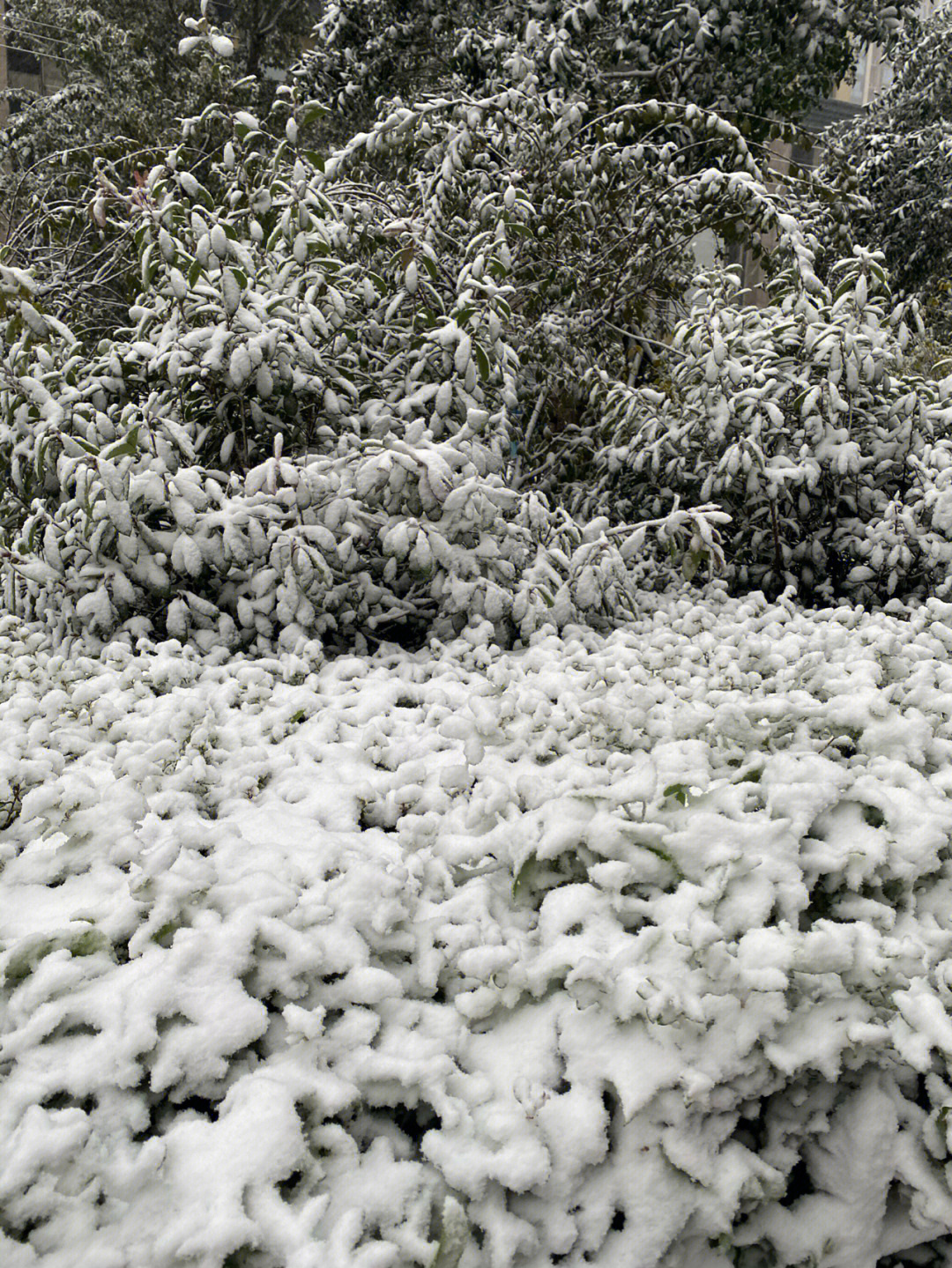 我们城市下雪啦