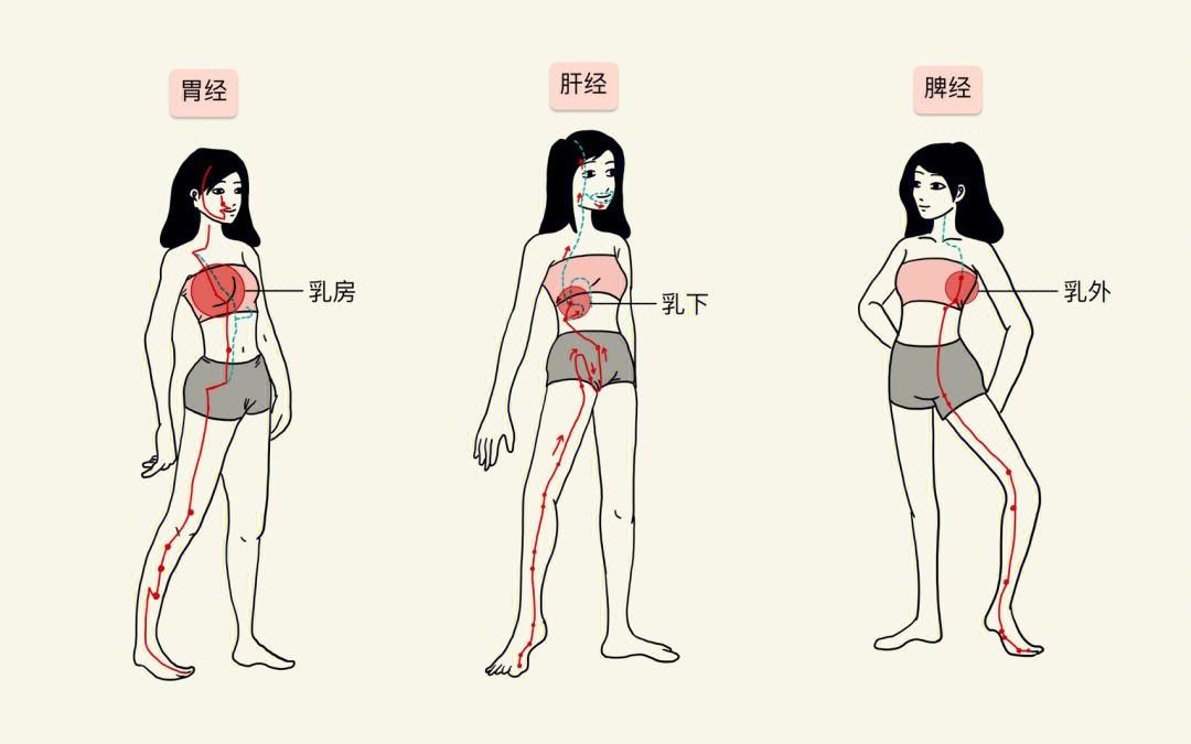 两乳房中间是位置图解图片