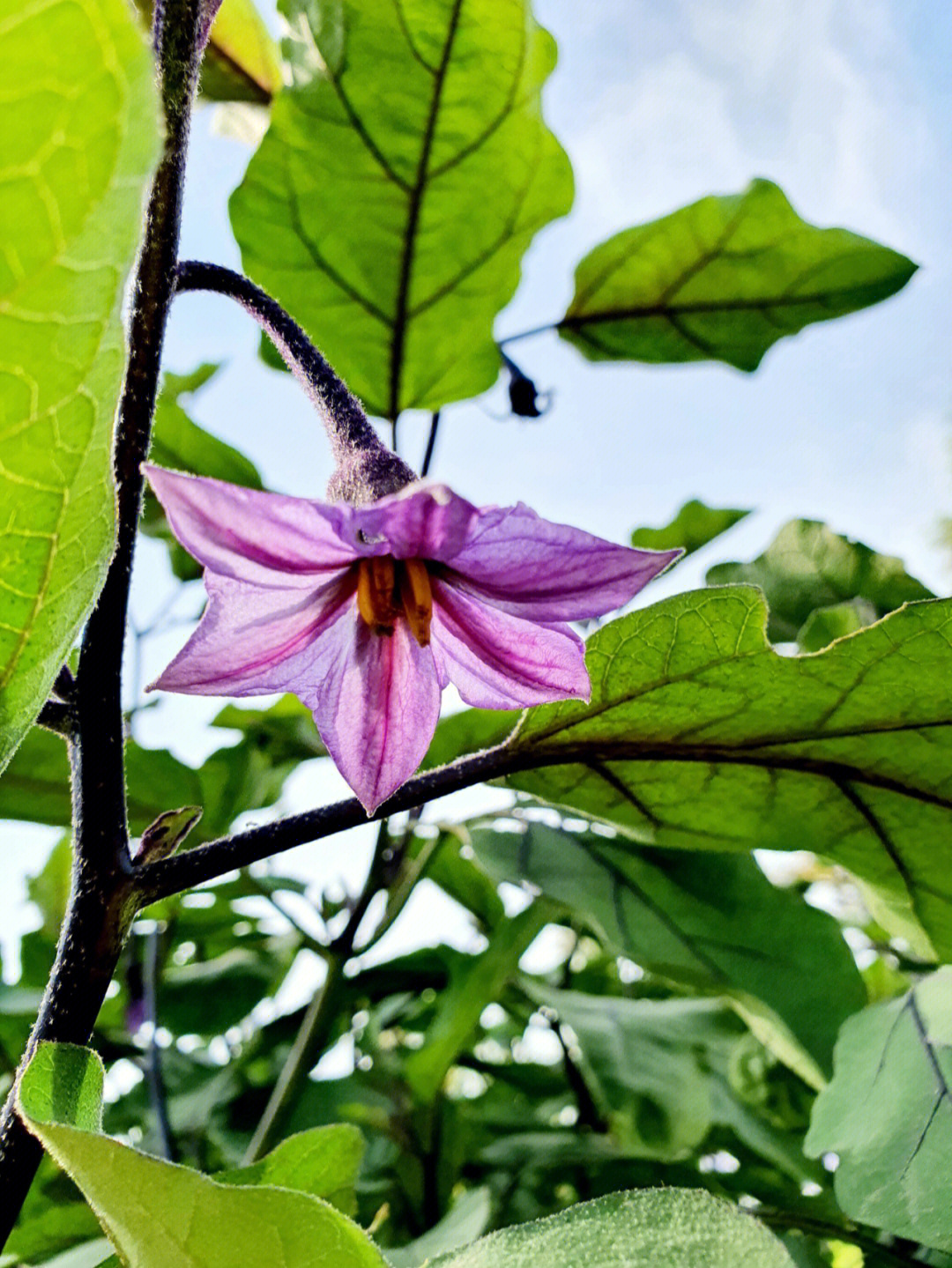 迷人紫色茄子花