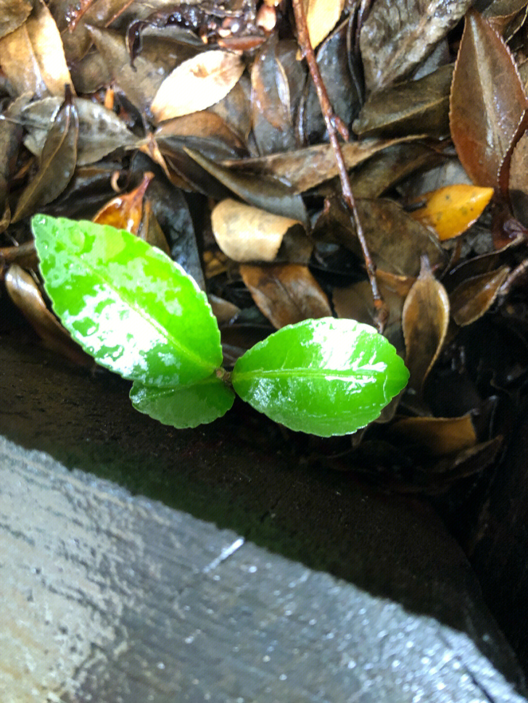 山茶花种子发芽图片图片