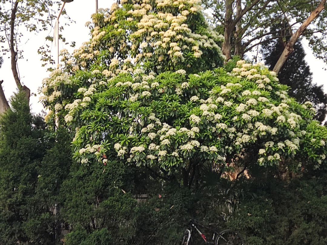 武汉市花 石楠花图片