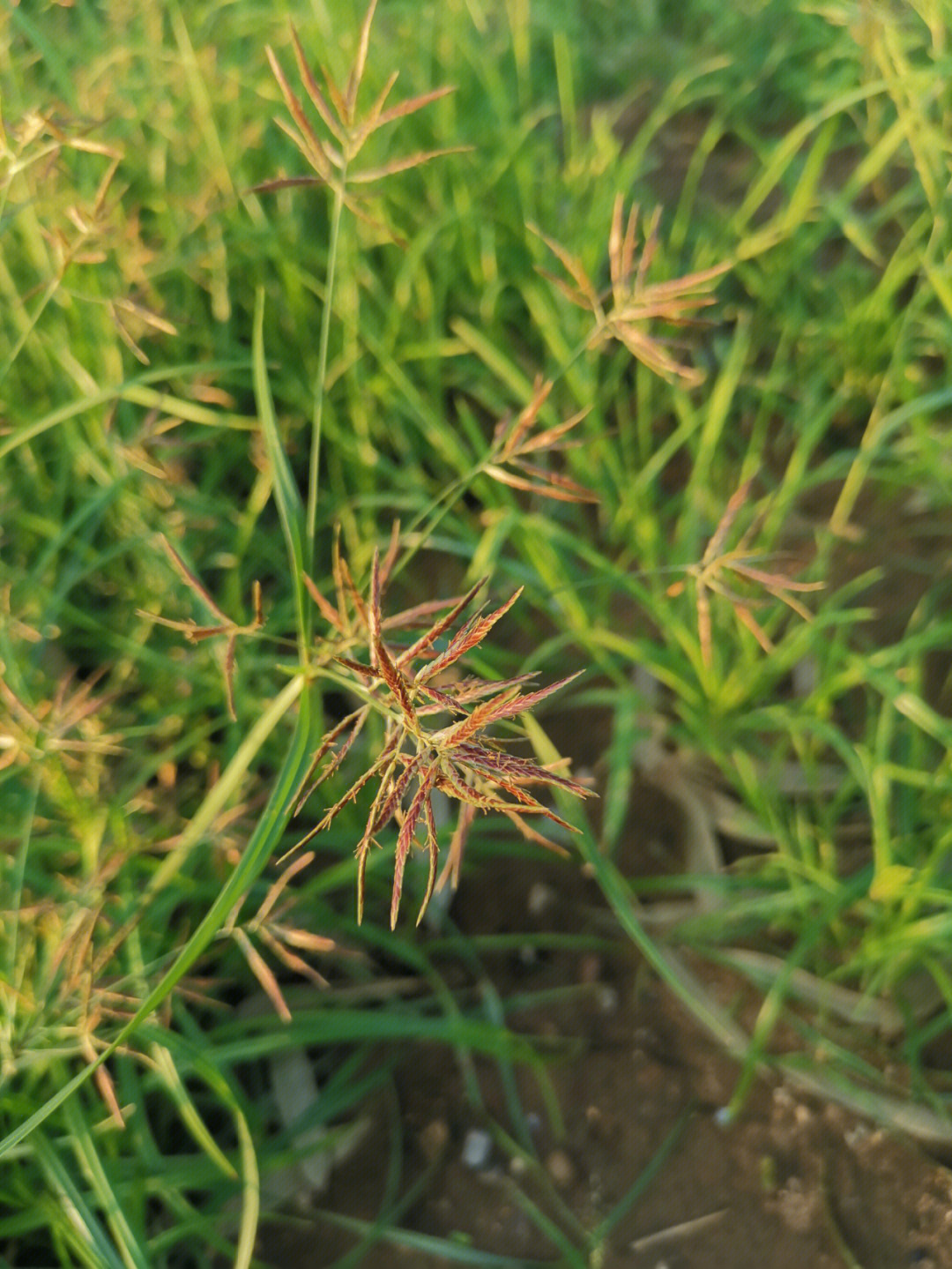 香附别名雀头香莎草根香附子