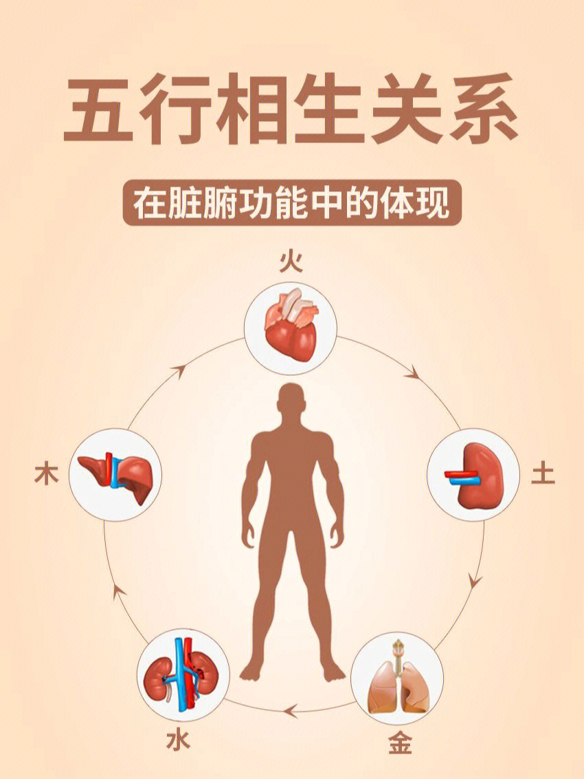 五行相生关系在脏腑功能中的体现