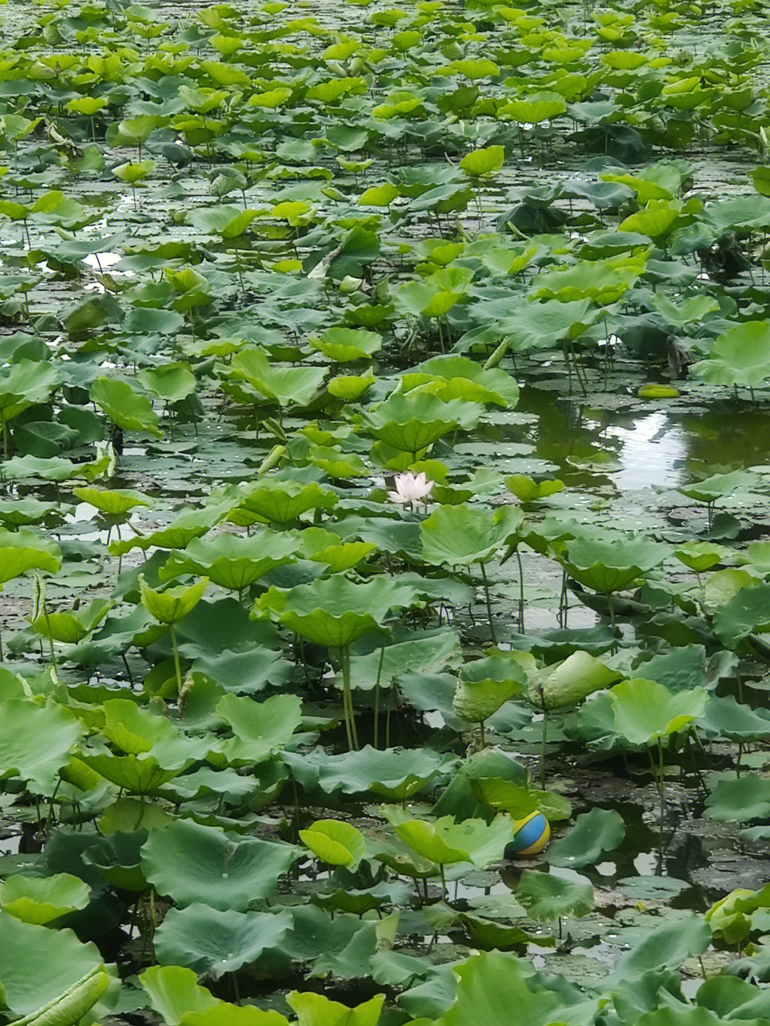 深圳洪湖公园荷花