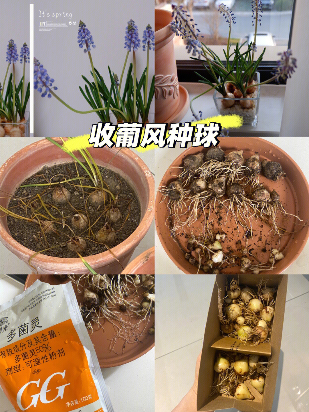 风信子的根茎叶介绍图片