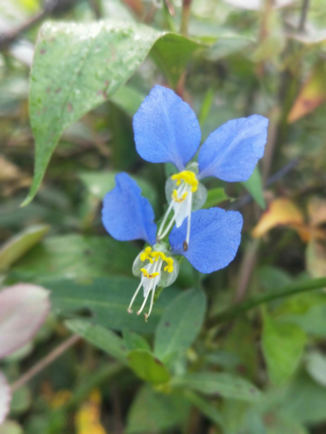 地才蓝色的野花