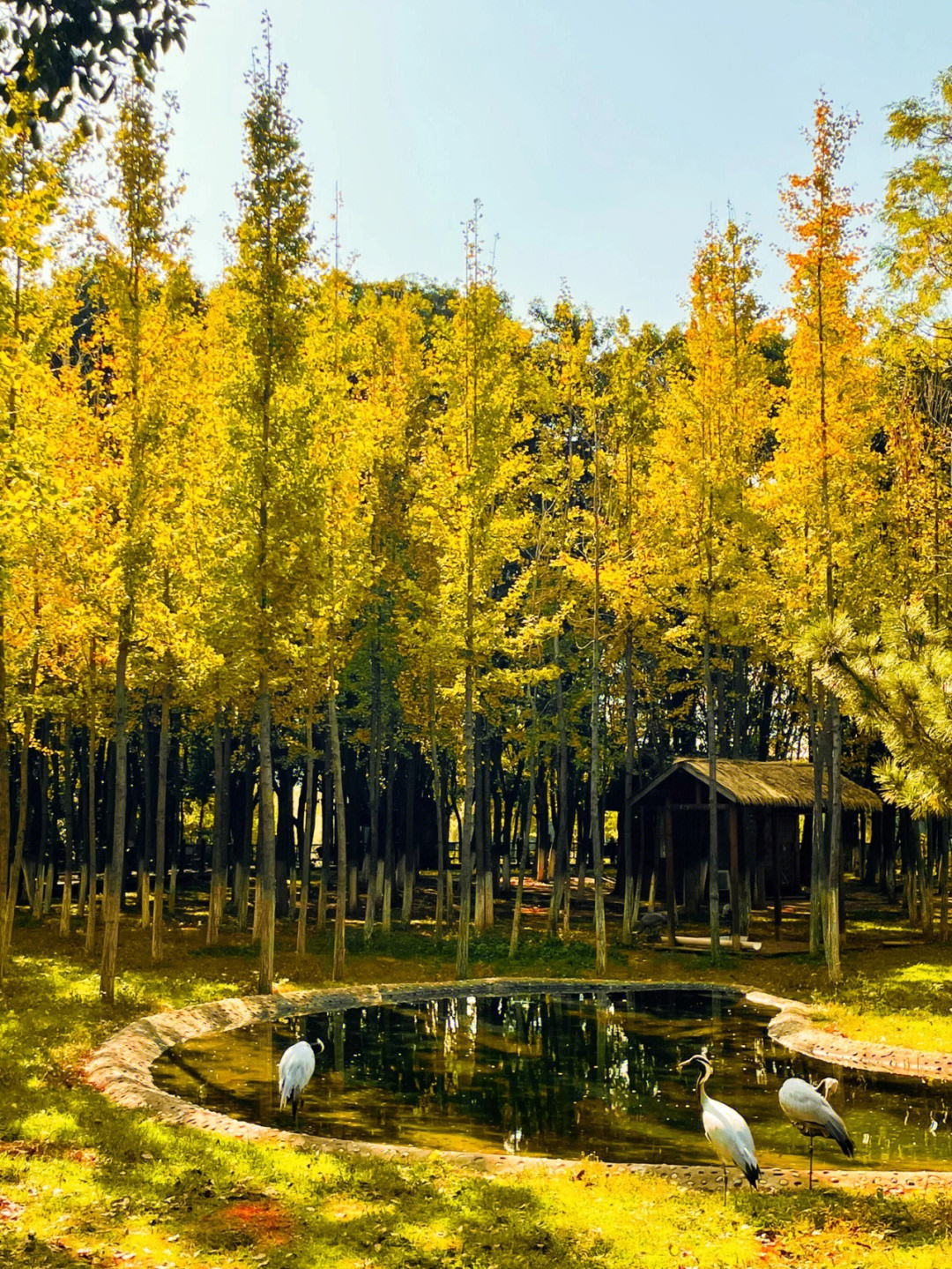 瑶湖森林湿地公园电话图片