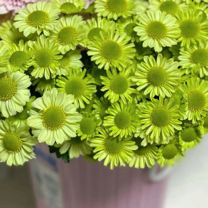 小雏菊醒花步骤图片