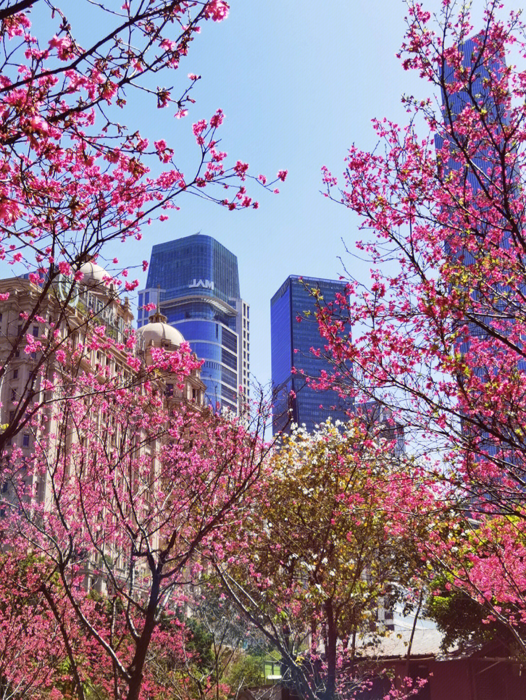 市花 樱花图片